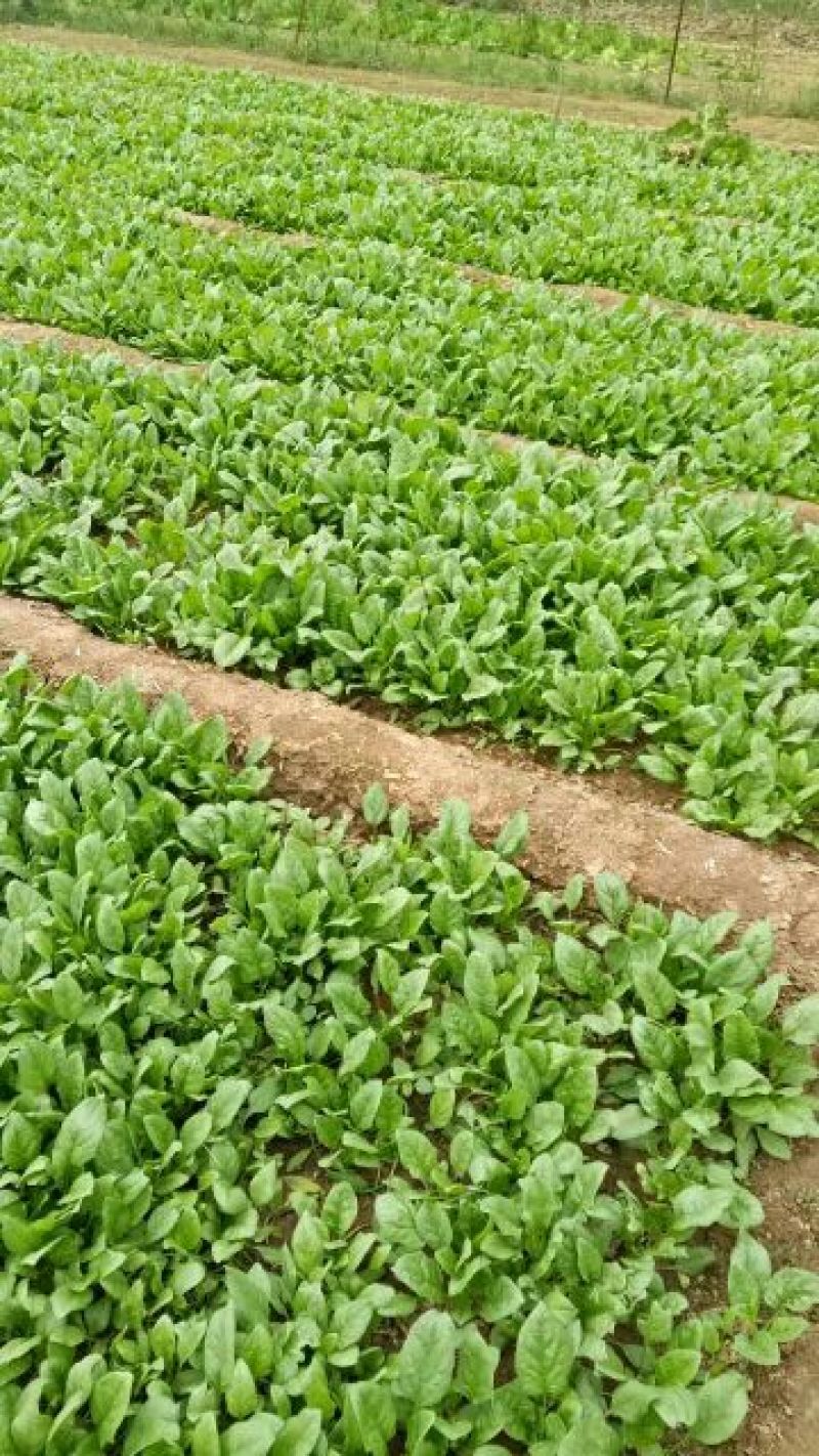 秋菠菜15~20厘米
