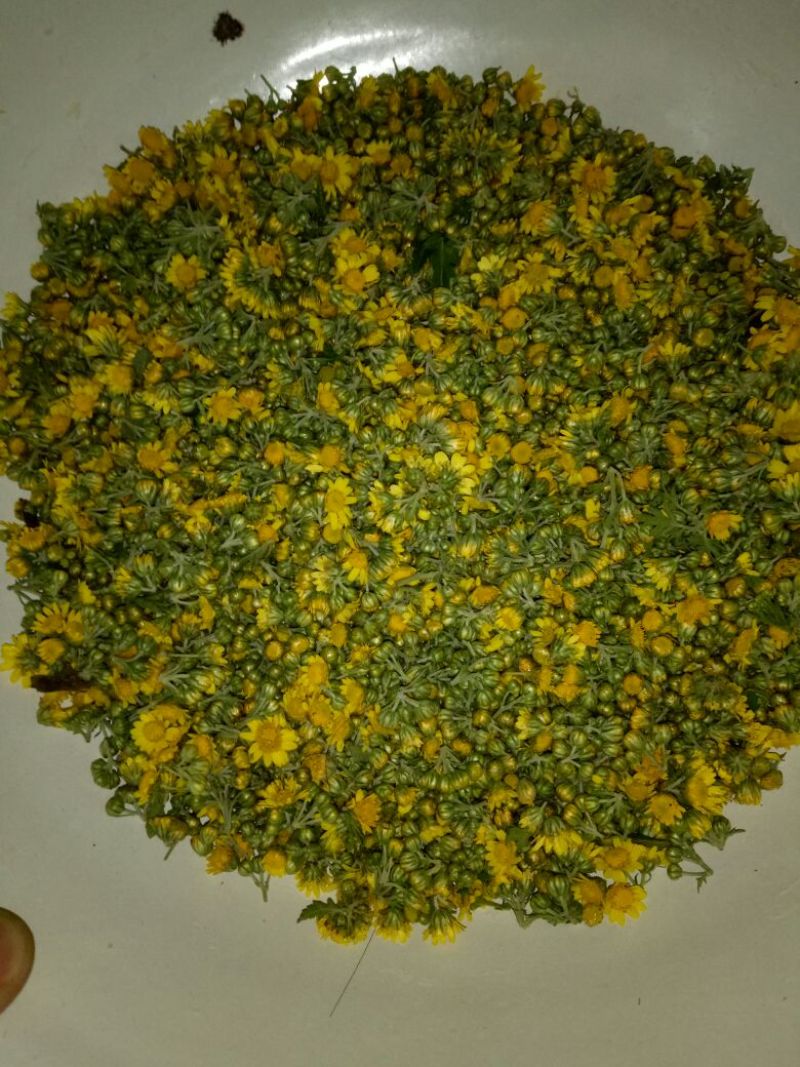 野菊花