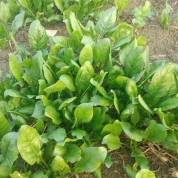 越冬菠菜15~20厘米