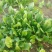 越冬菠菜15~20厘米