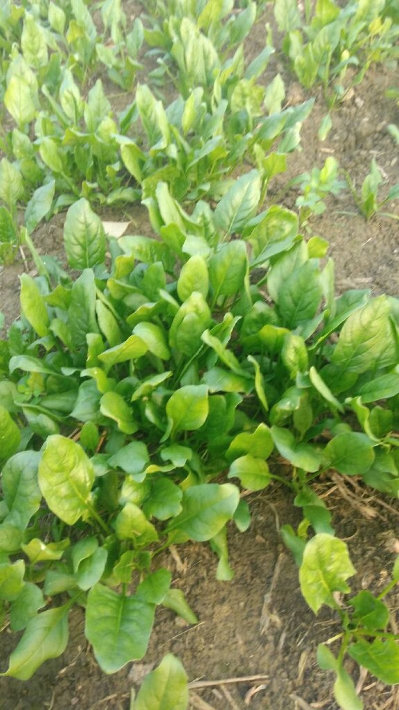 越冬菠菜15~20厘米