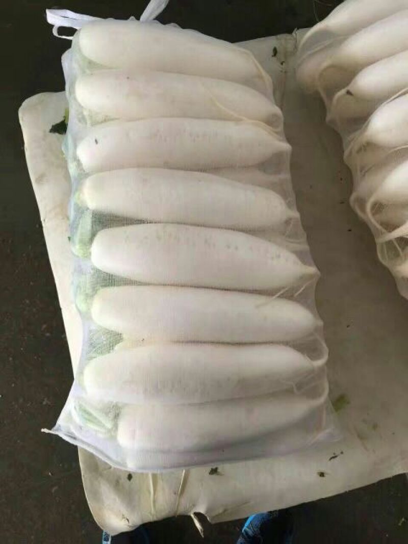 白萝卜1~1.5斤起