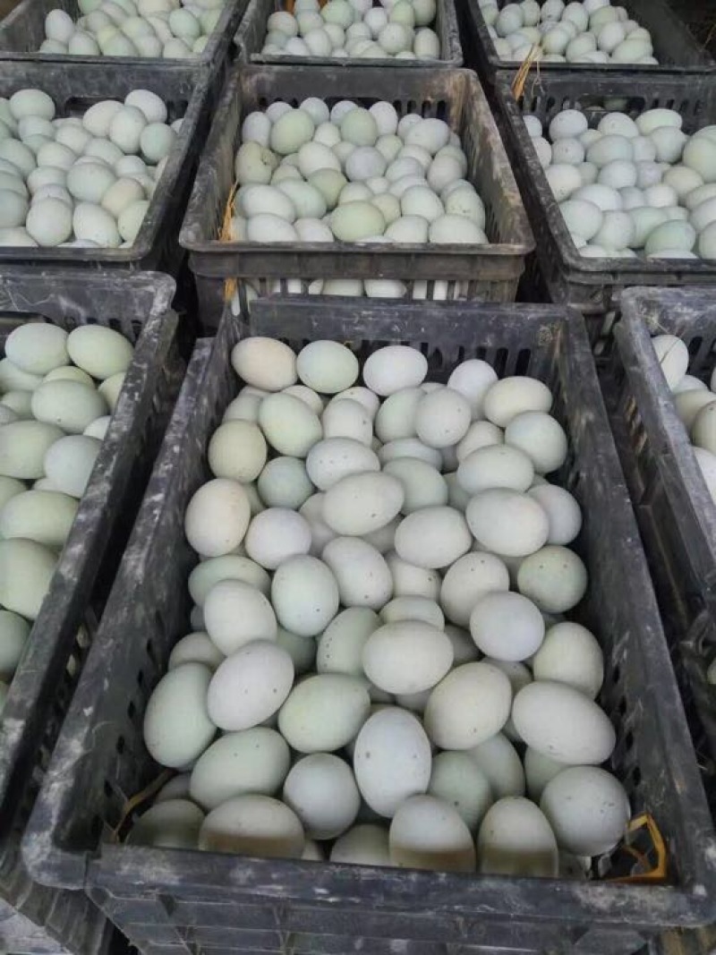 出售无铅松花蛋，质优价廉！硬心！软沙心，品种齐全！！！！