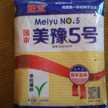 玉米种子