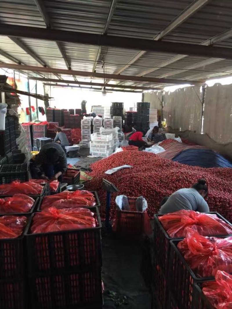 千禧贝贝釜山88圣女果电商对接一件代发视频看货
