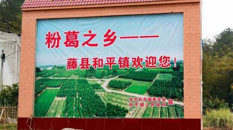 葛根种苗