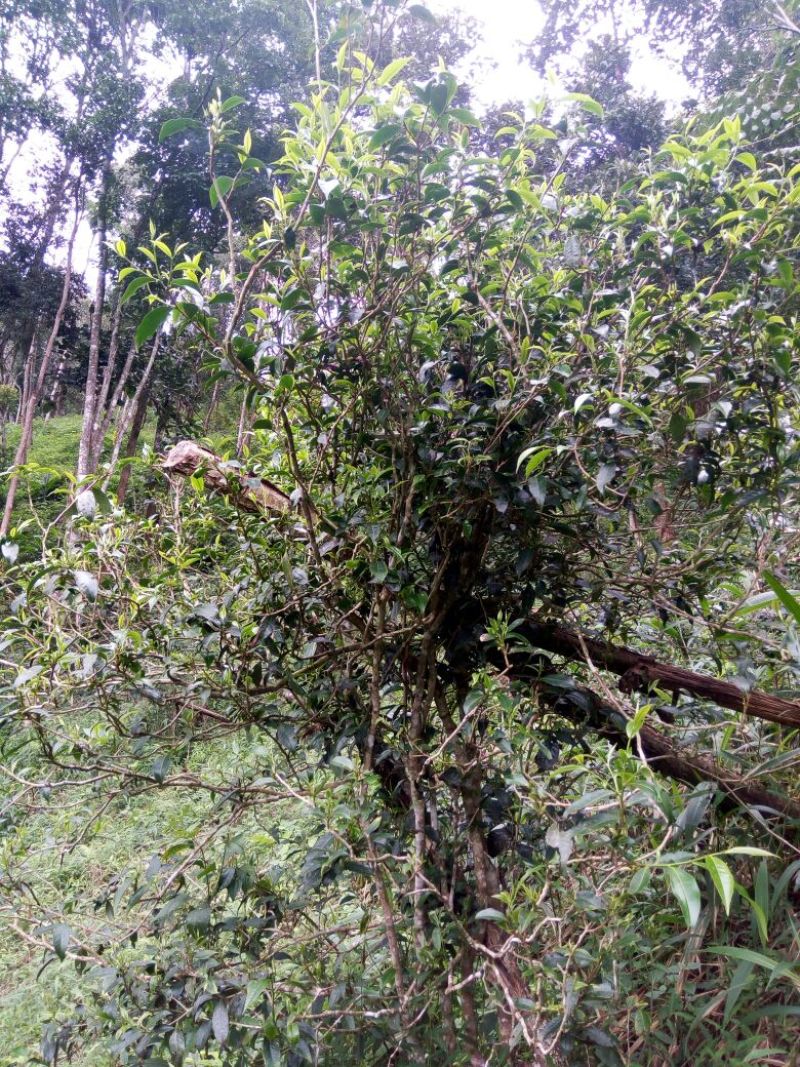 黑茶