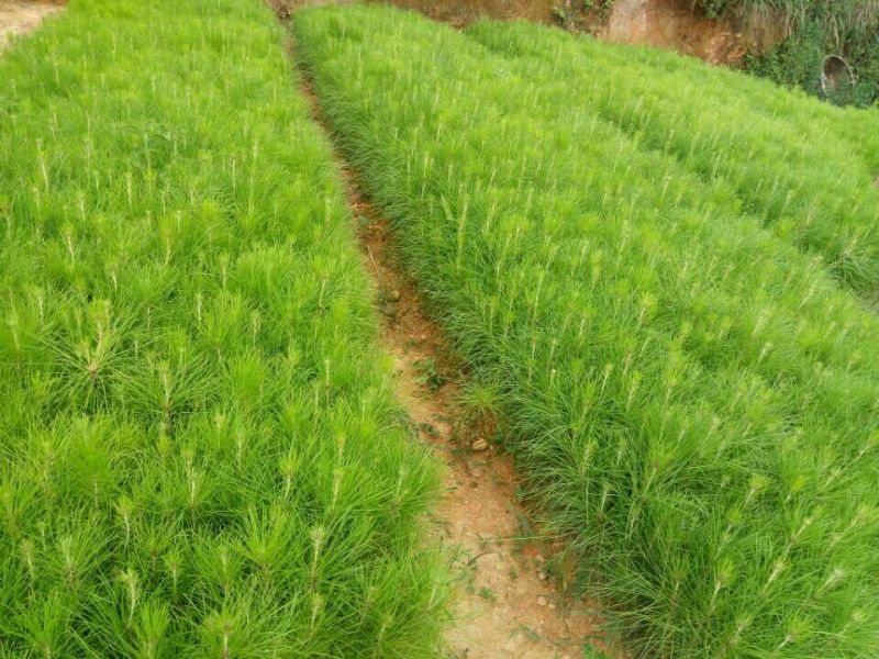 湿地松苗松树苗营养杯苗割油木材盆景