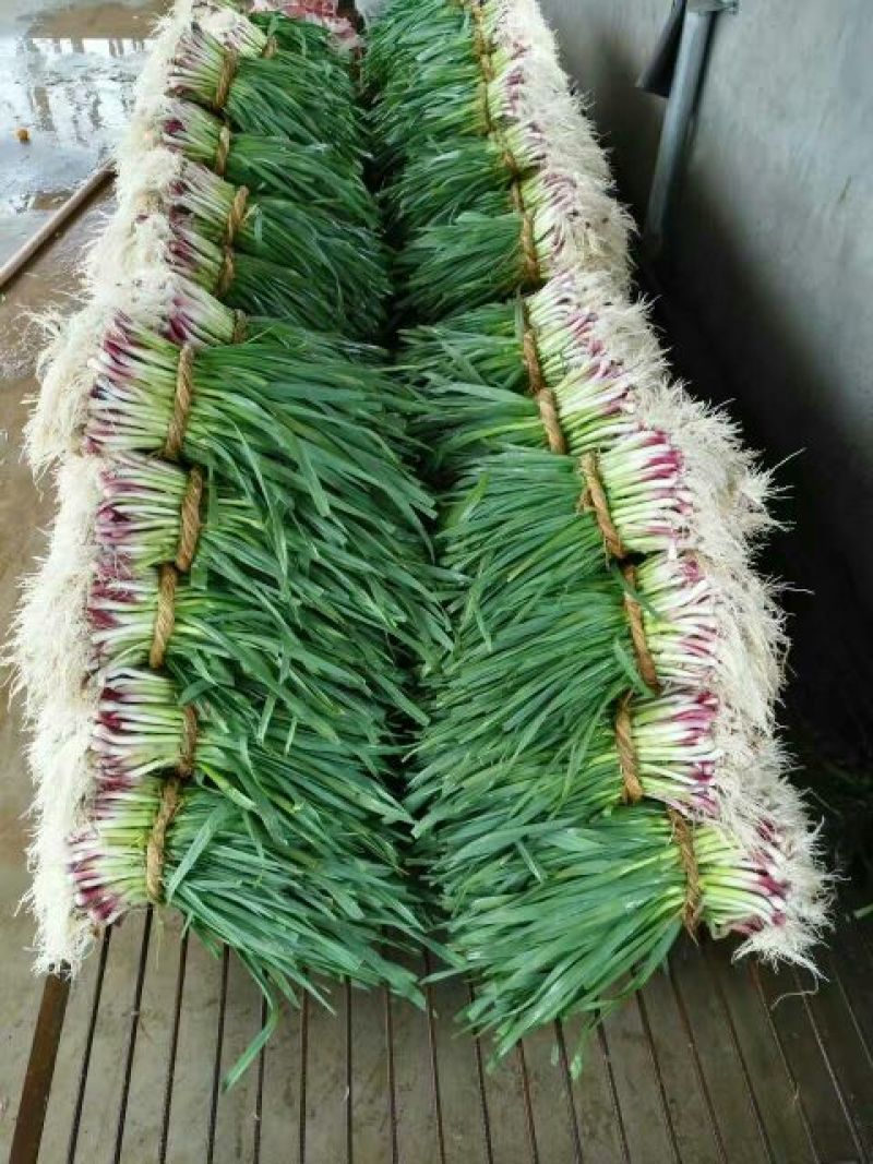 白菜苔30~40厘米