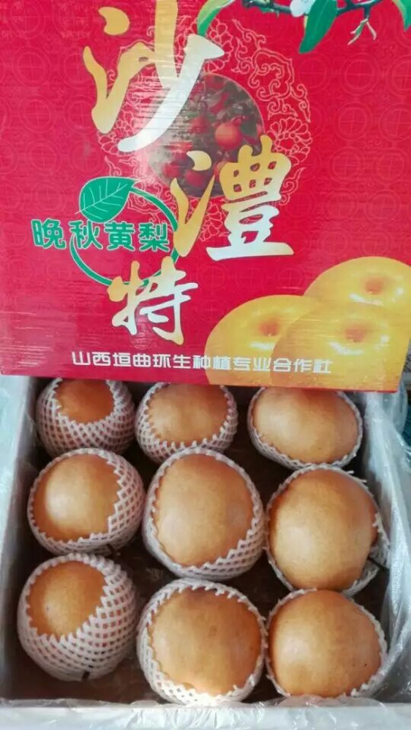 大黄梨