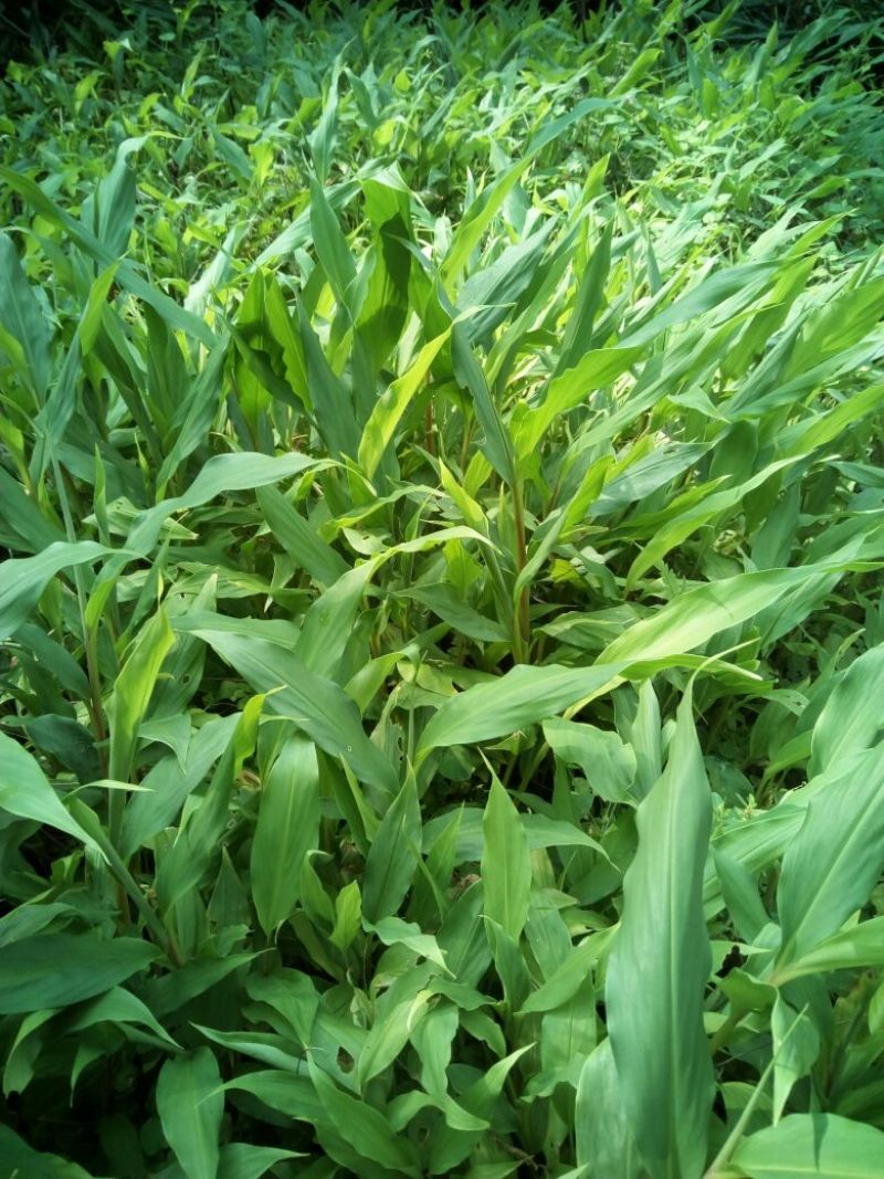 姜花20~30cm