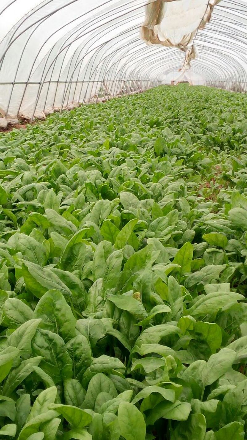大叶菠菜20~25厘米