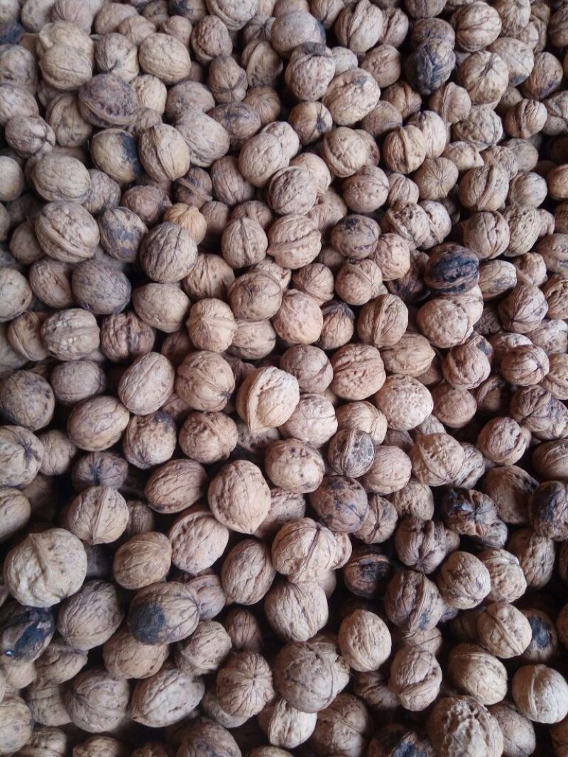 绵核桃去皮干