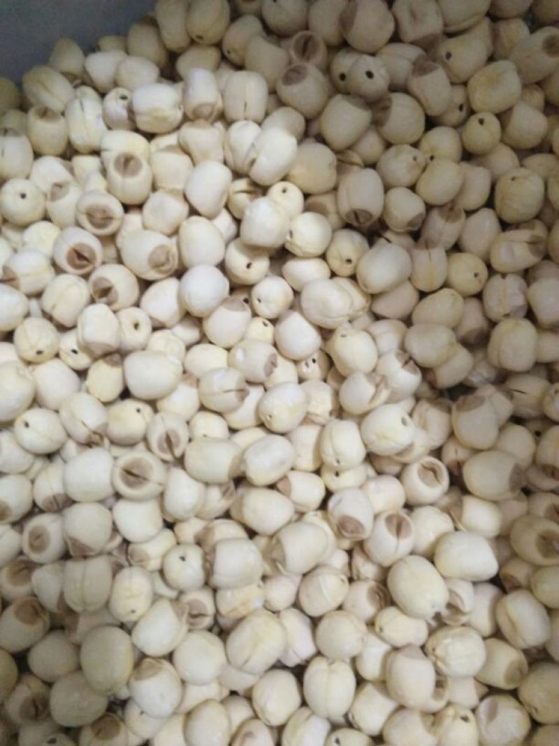 干莲子货源充足，产地直发，诚信经营，欢迎客商来电