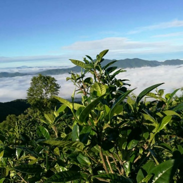 普洱绿茶紧压茶