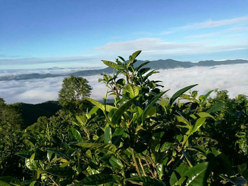 普洱绿茶紧压茶