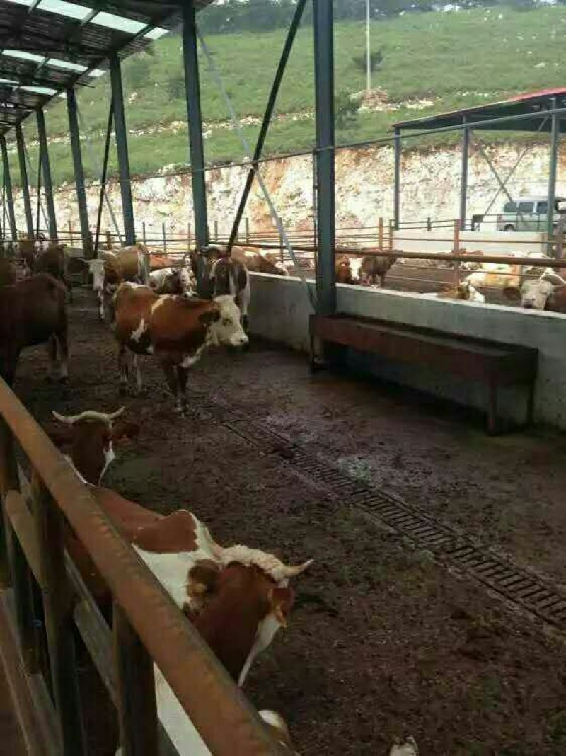 西门塔尔牛犊300~400kg