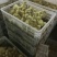 狮头鹅苗250g以下