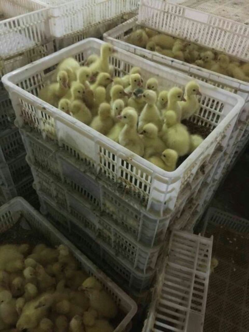 狮头鹅苗250g以下