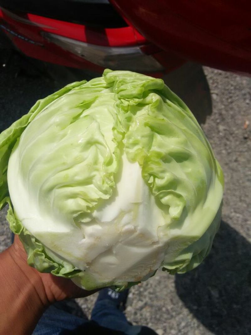 绿甘蓝高山绿色太白甘蓝