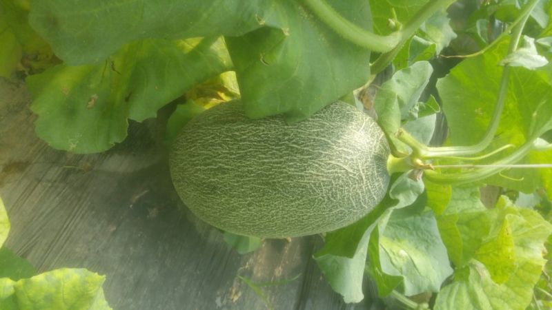 西州蜜瓜2斤以上长圆形