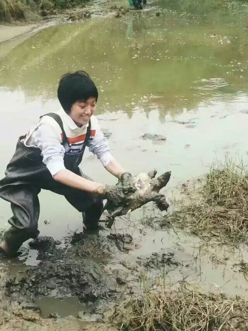 生态甲鱼2~2.5斤