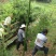 雷竹苗