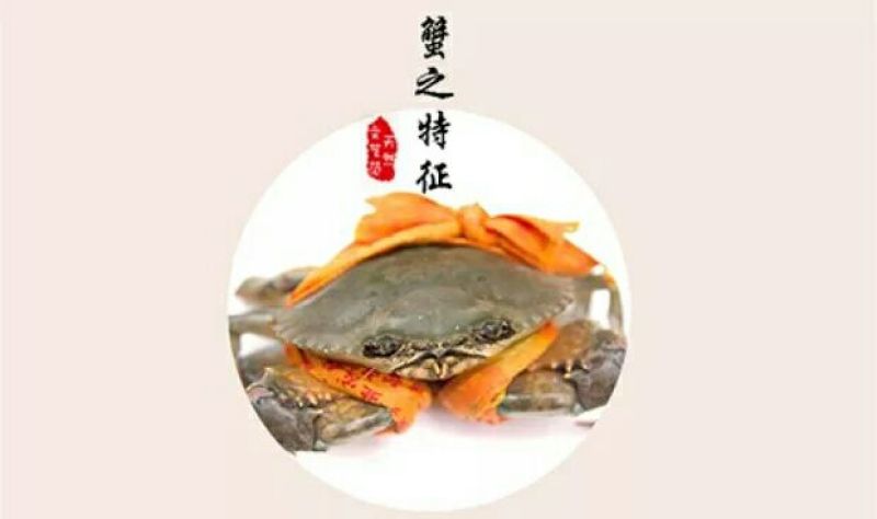 三门青蟹食用雌蟹