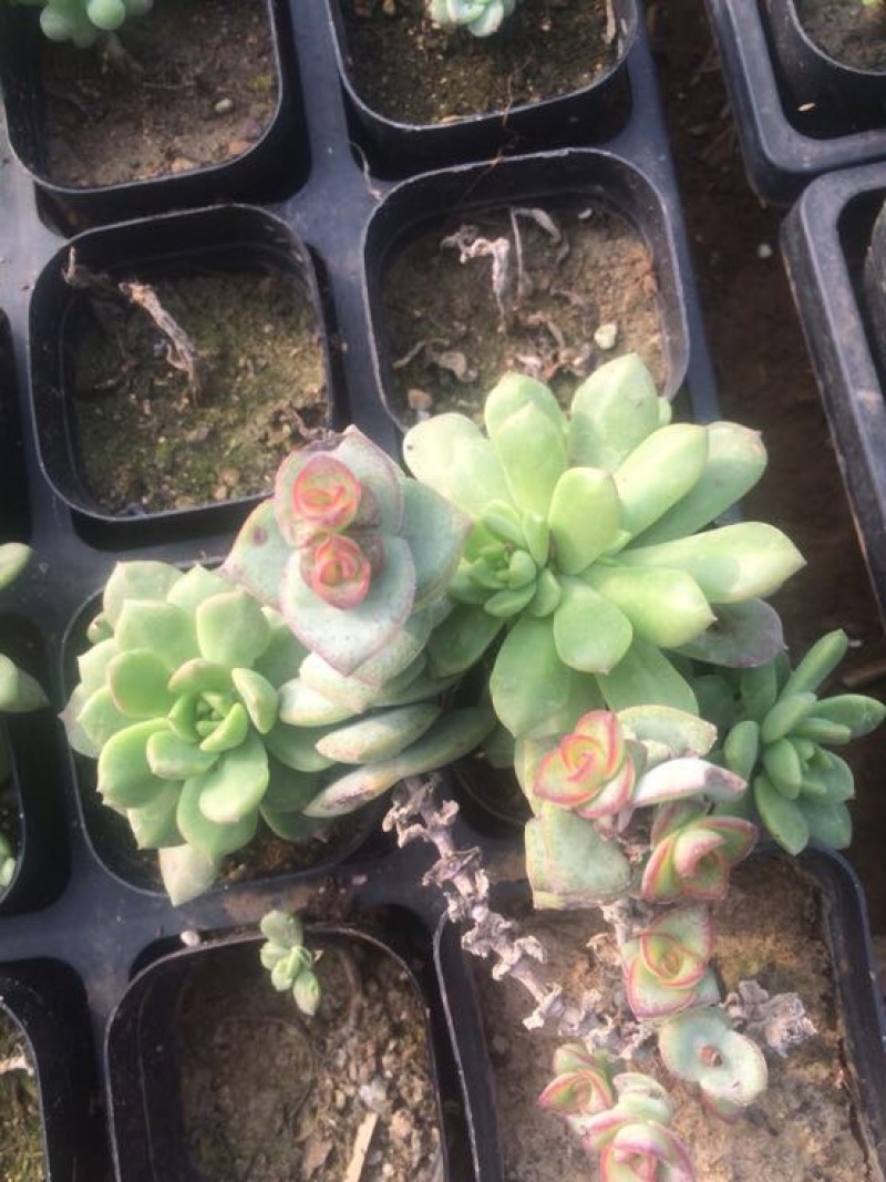 多肉植物