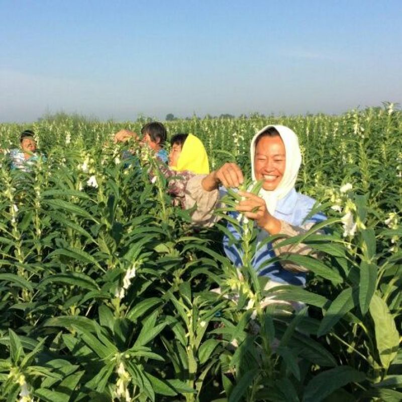 黑芝麻1