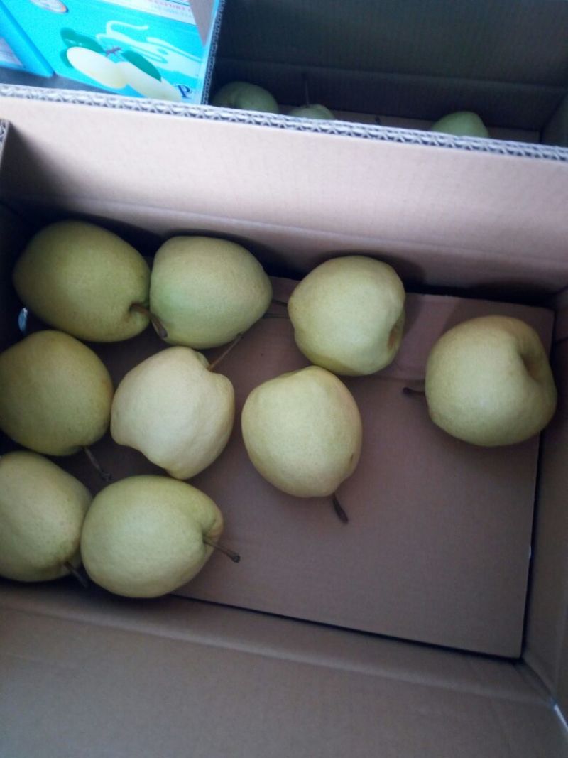 砀山梨200~250g纸袋