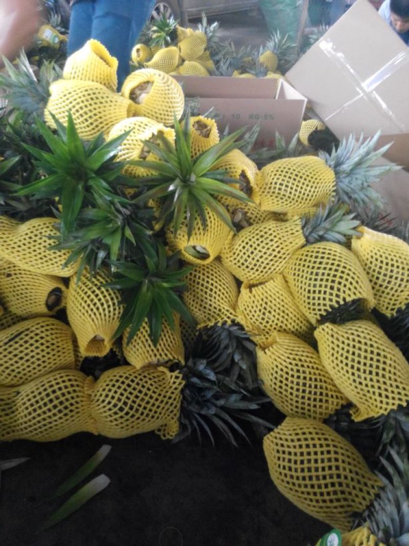 金钻十七号凤梨2.5~3斤