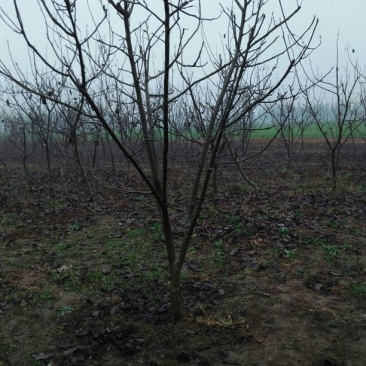 辽核1号核桃苗二年苗50~100cm