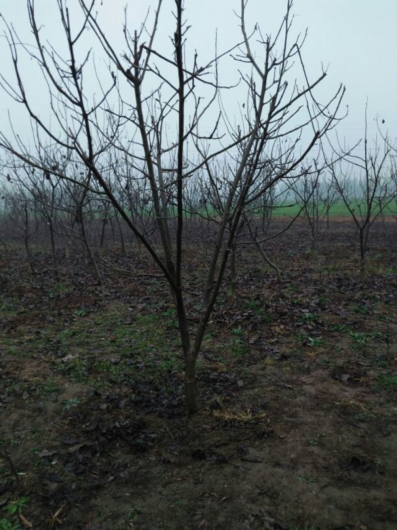辽核1号核桃苗二年苗50~100cm
