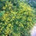 野菊花