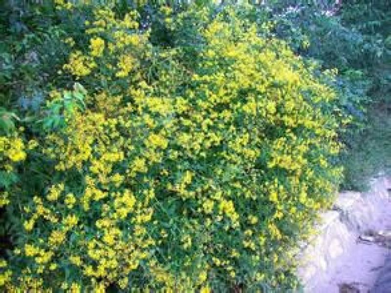 野菊花
