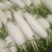 白萝卜1~1.5斤起