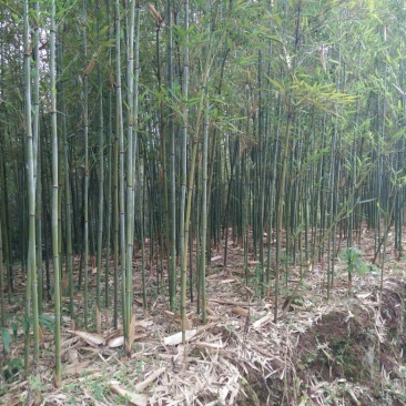 苦竹，根苗，常年接单