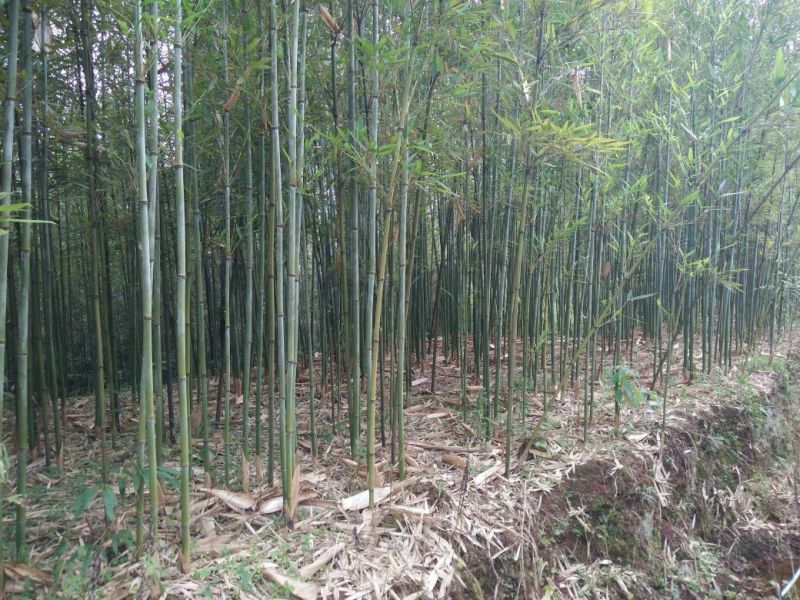 苦竹，根苗，常年接单