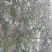 梨树苗150~200cm1~4cm