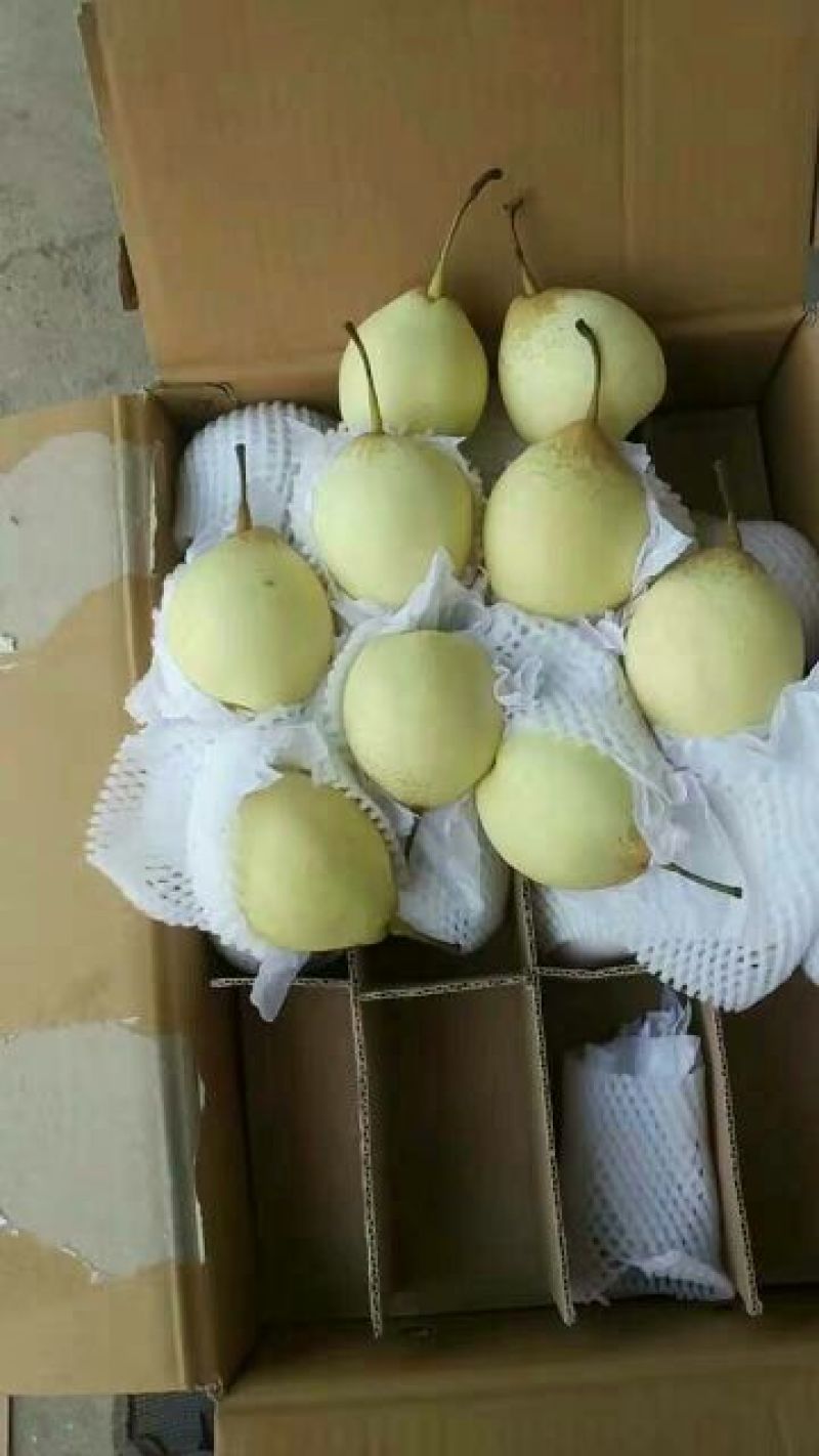 鸭梨550~600g纸加膜