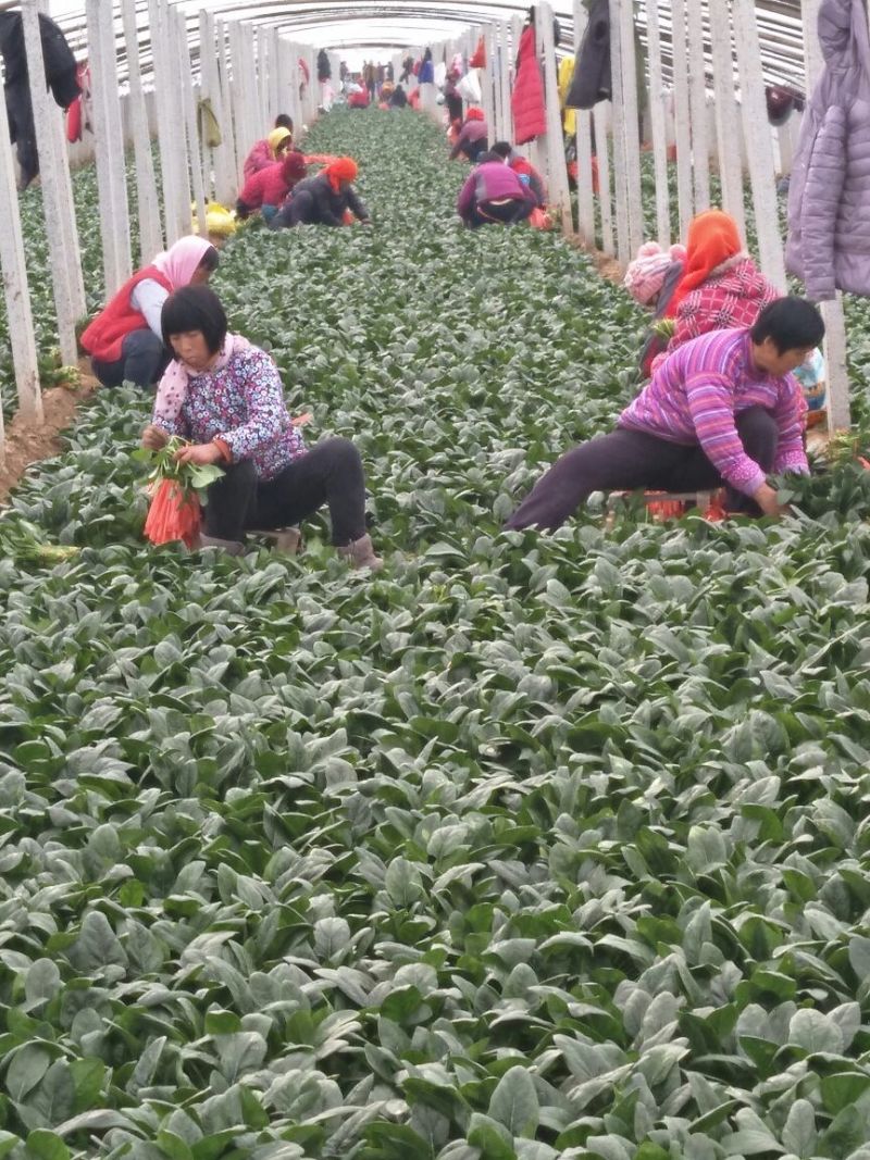 菠菜20~25厘米