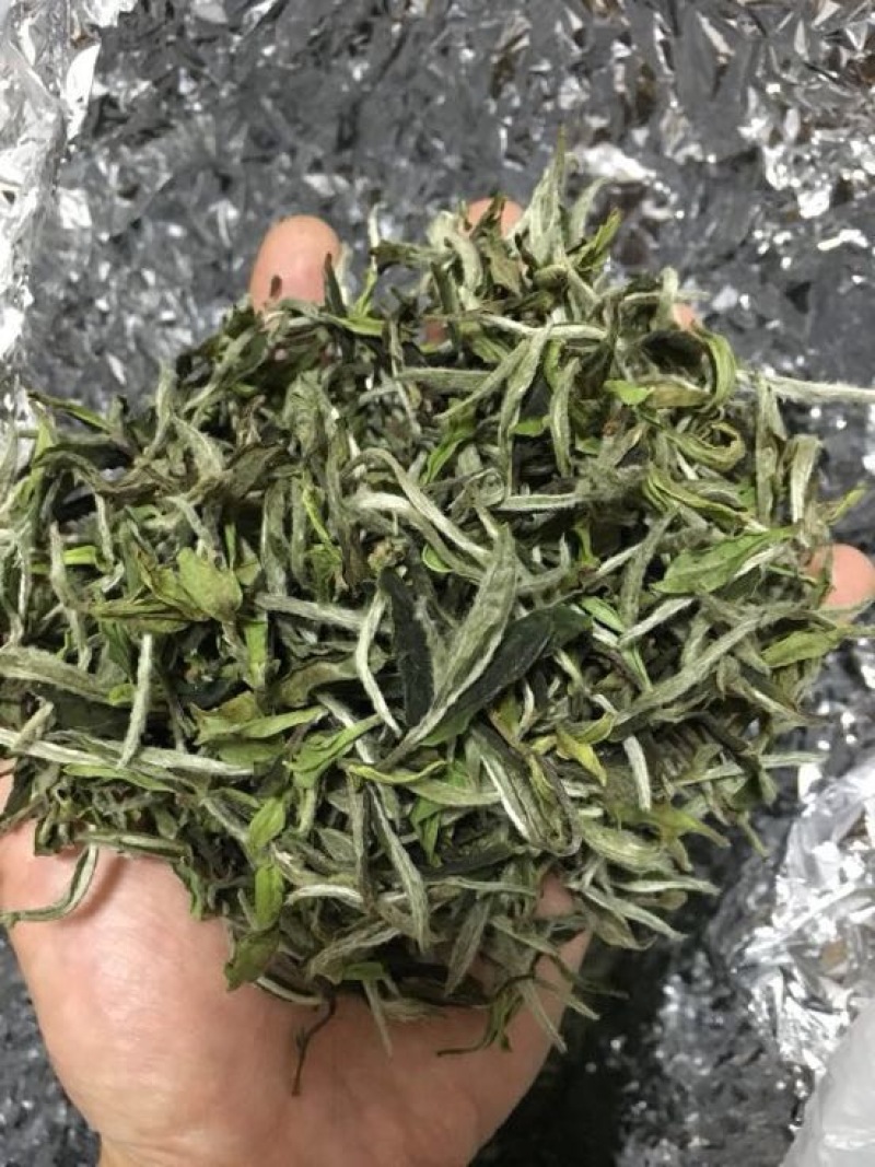 福鼎白茶