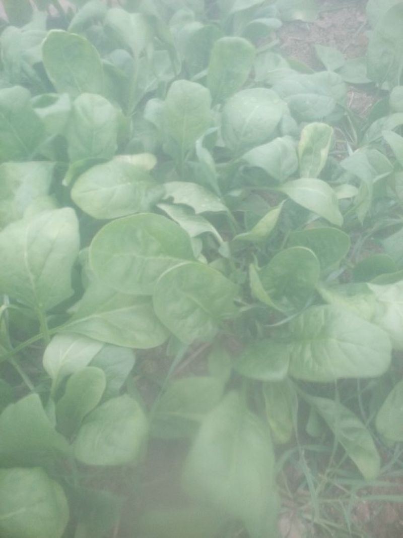 大叶菠菜25~30厘米