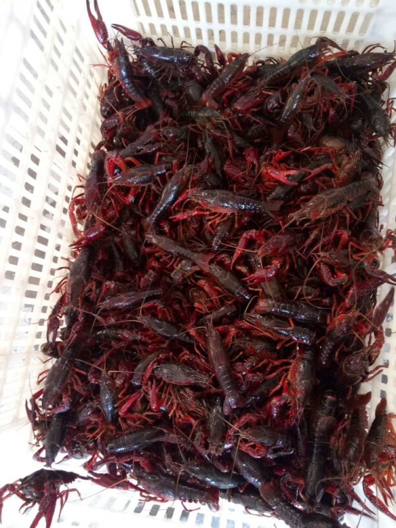克氏原螯虾食用活虾4~6钱