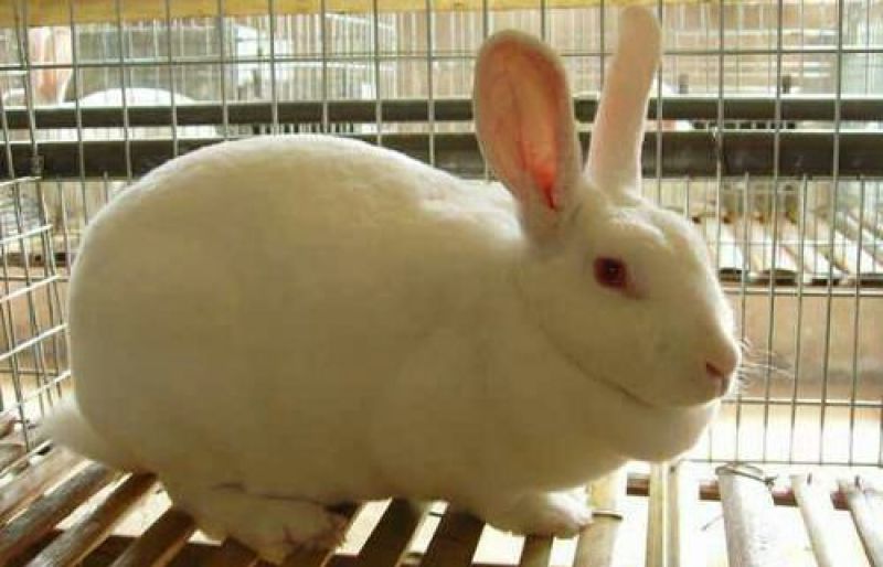 杂交野兔3~5kg