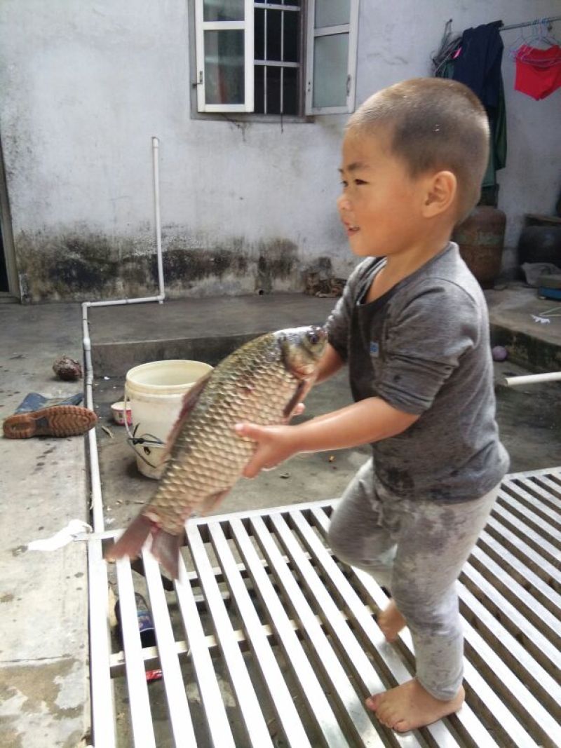 白鲫食用