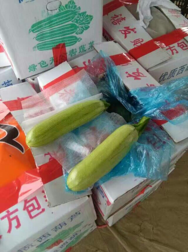 优质绿皮西葫芦、山东省聊城市莘县基地直供