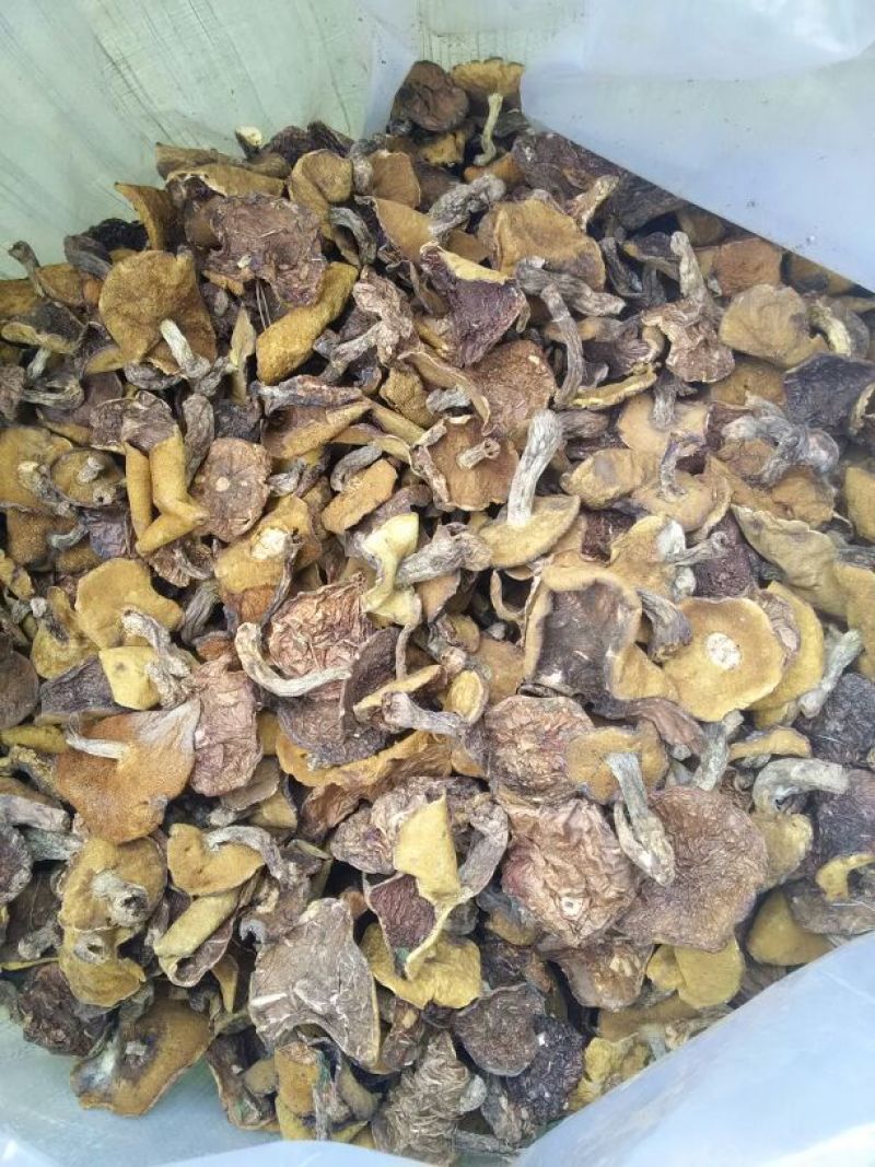 松蘑特级