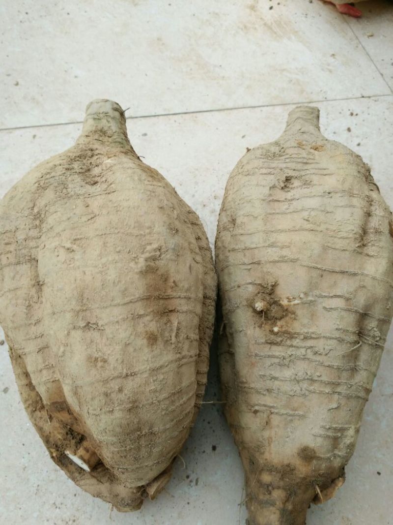 葛根种苗